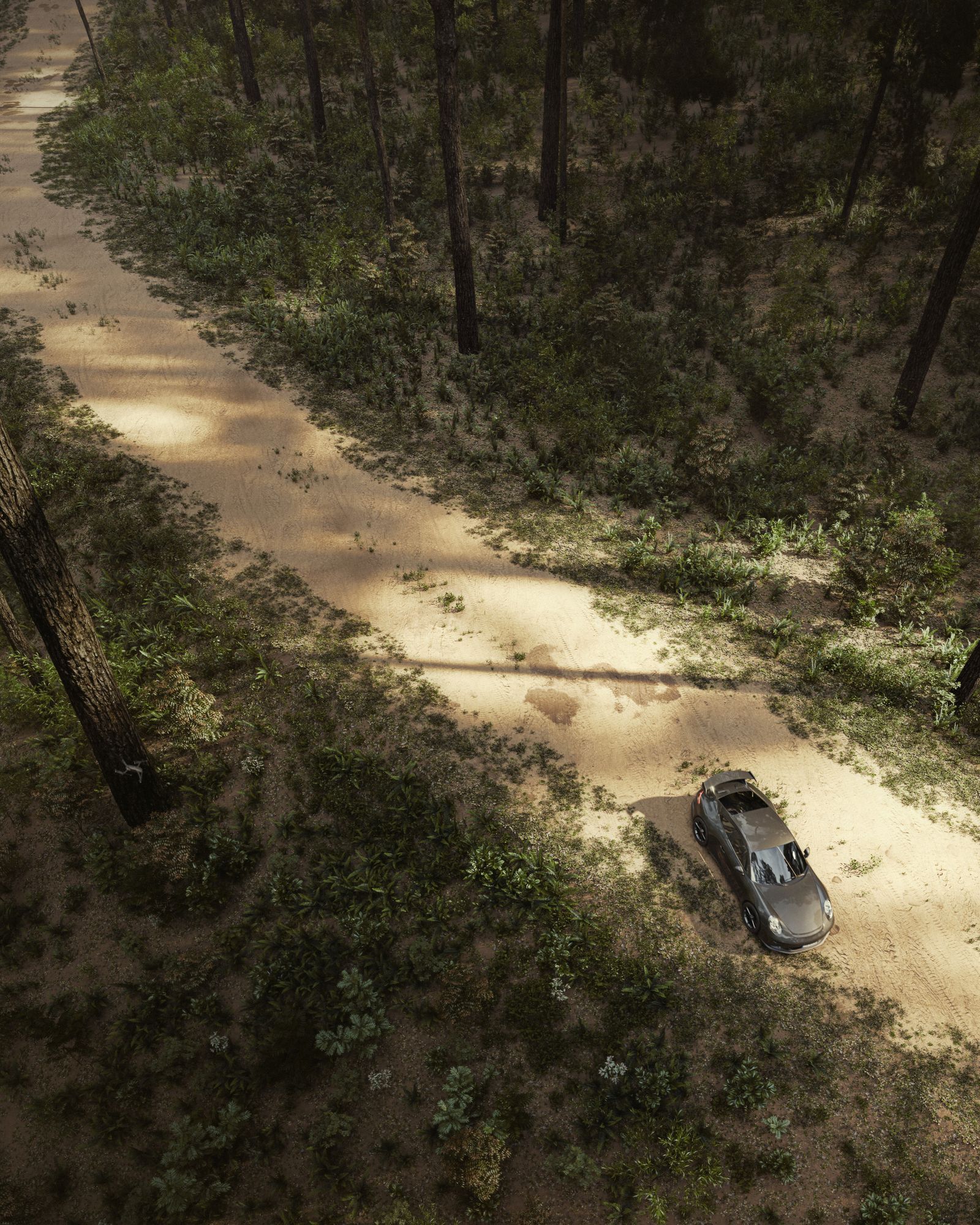 Forest Run